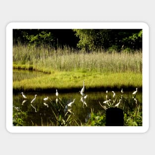 Great Egrets in the Marsh Sticker